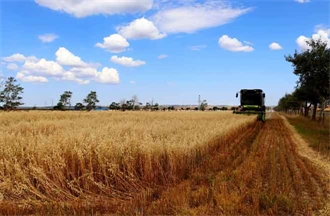 燕麥?zhǔn)崭? /></a>
                        <h3><a href=