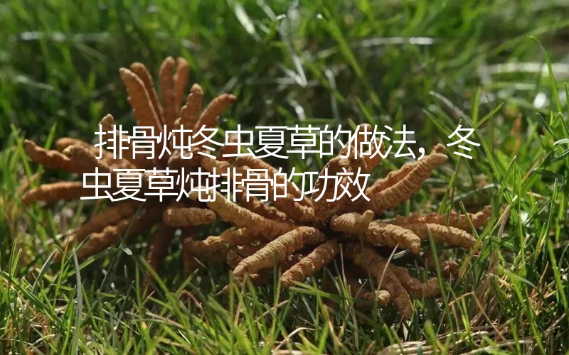 排骨燉冬蟲夏草的做法，冬蟲夏草燉排骨的作用
