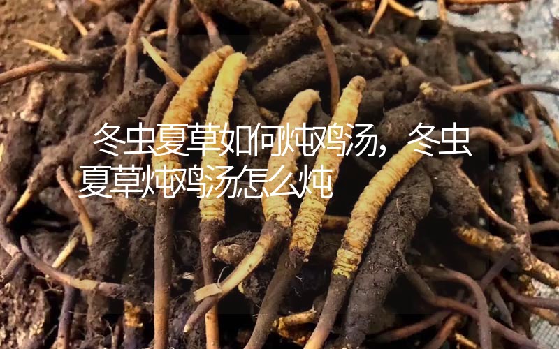 冬蟲(chóng)夏草如何燉雞湯，冬蟲(chóng)夏草燉雞湯怎么燉