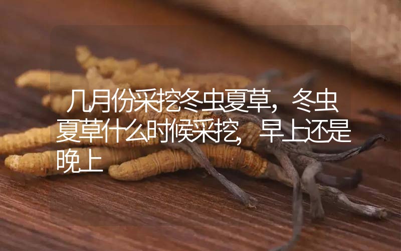 幾月份采挖冬蟲(chóng)夏草，冬蟲(chóng)夏草什么時(shí)候采挖,早上還是晚上