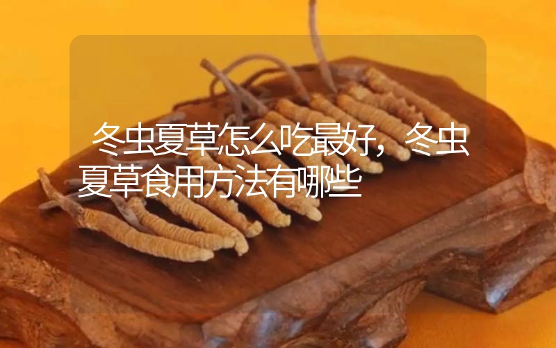 冬蟲夏草怎么吃最好，冬蟲夏草食用方法有哪些