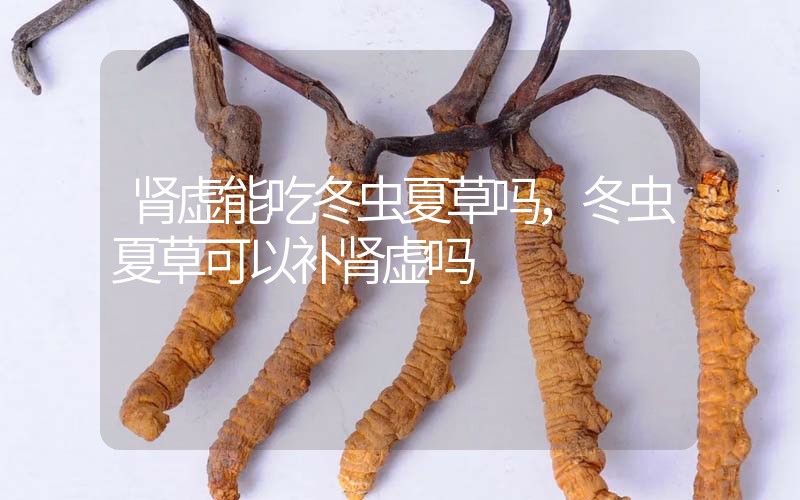腎虛能吃冬蟲夏草嗎，冬蟲夏草可以補(bǔ)腎虛嗎？