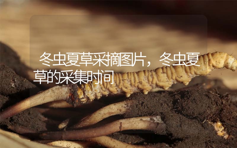 冬蟲夏草采摘圖片，冬蟲夏草的采集時(shí)間