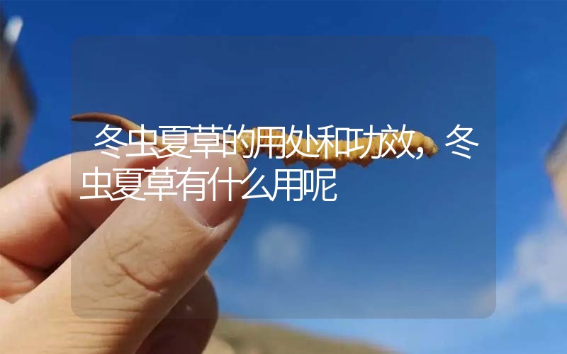 冬蟲(chóng)夏草的用處和用法，冬蟲(chóng)夏草有什么用呢