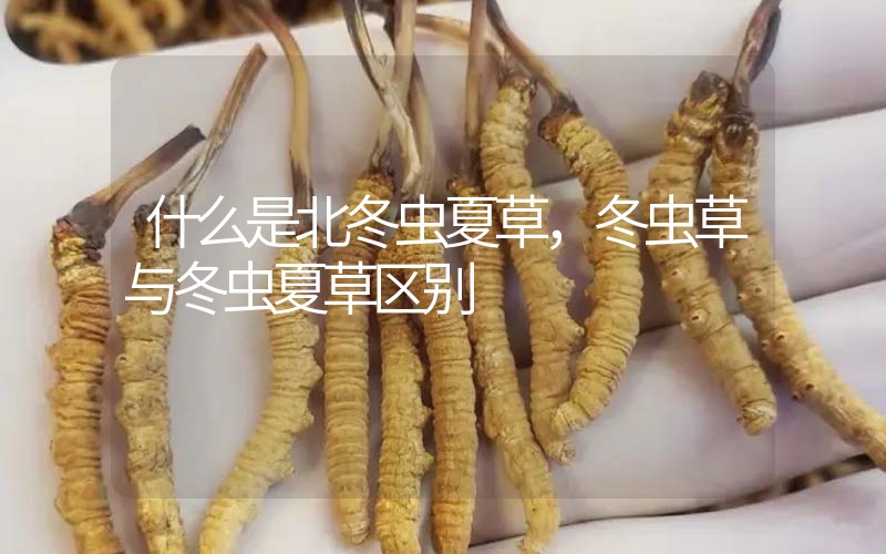 什么是北冬蟲夏草，北冬蟲草與冬蟲夏草區(qū)別