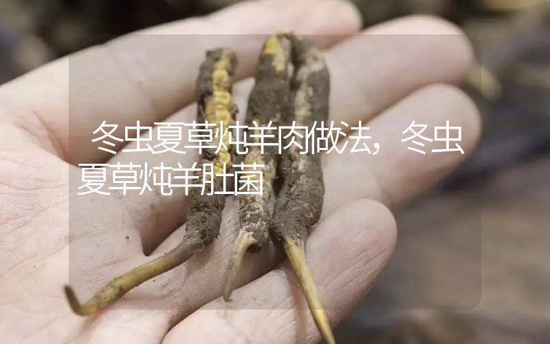 冬蟲夏草燉羊肉做法，冬蟲夏草燉羊肚菌