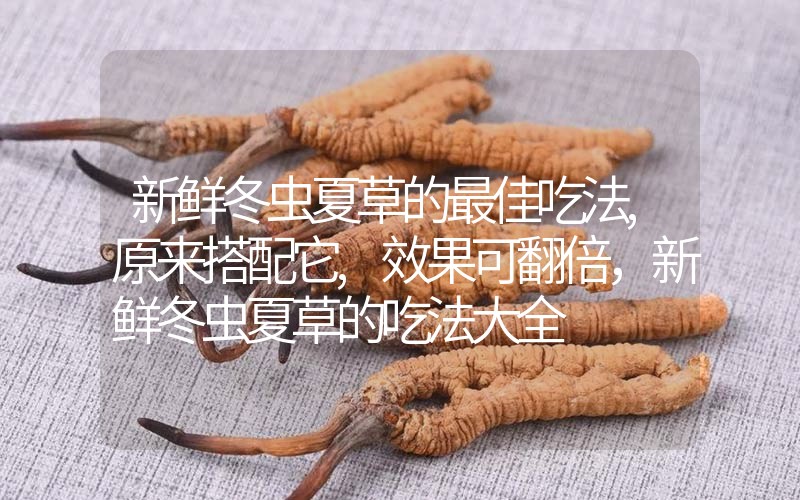 新鮮冬蟲夏草的最佳吃法,原來(lái)搭配它,效果可翻倍，新鮮冬蟲夏草的吃法大全