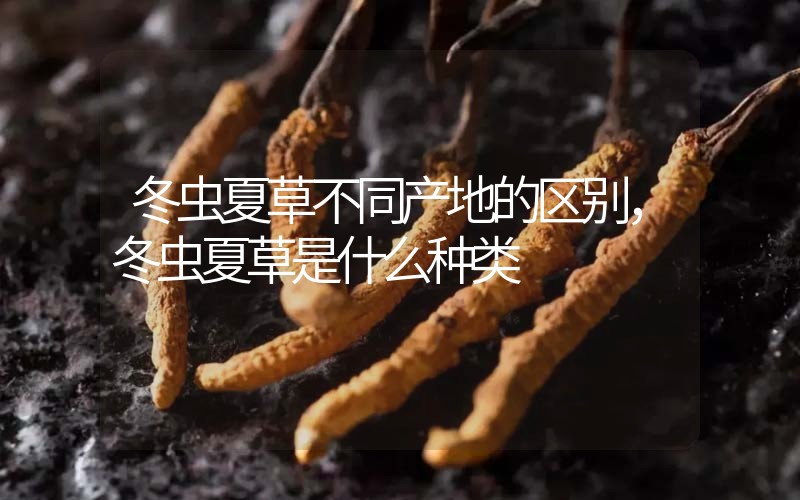 冬蟲夏草不同產(chǎn)地的區(qū)別，冬蟲夏草是什么種類