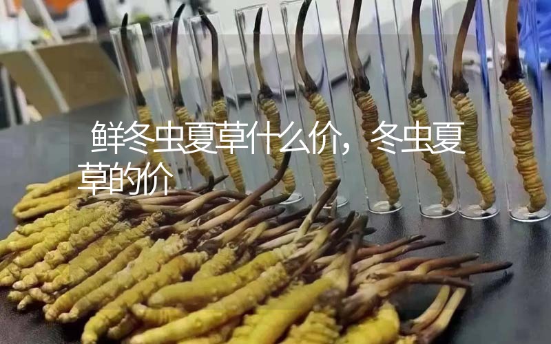 鮮冬蟲夏草什么價(jià)，冬蟲夏草的價(jià)格