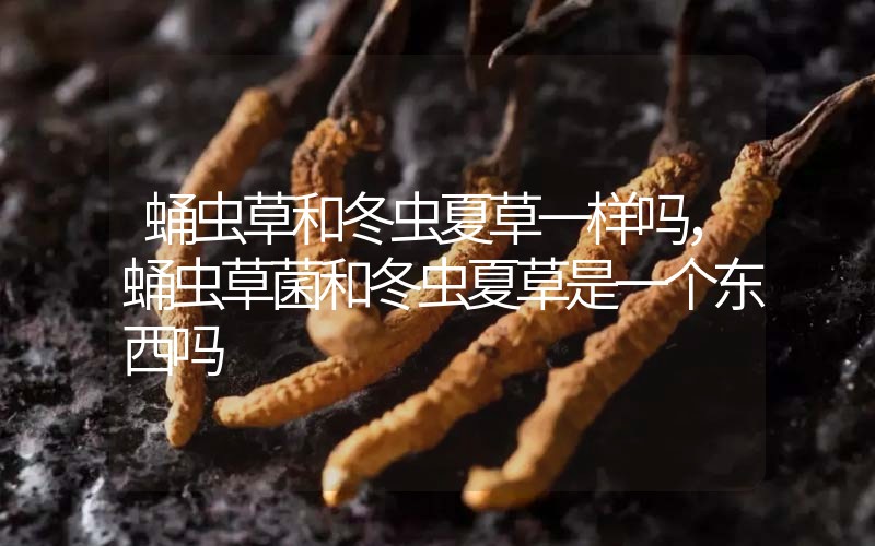 蛹蟲草和冬蟲夏草一樣嗎?，蛹蟲草菌和冬蟲夏草是一個東西嗎