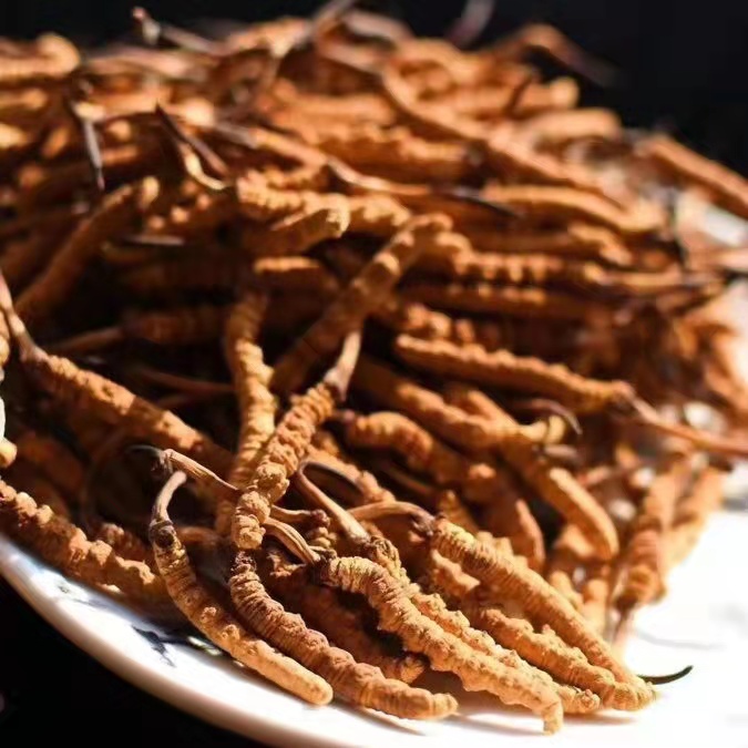 冬蟲夏草為什么這么貴呢？有便宜的能買嗎