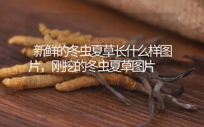新鮮的冬蟲夏草長什么樣圖片，剛挖的冬蟲夏草圖片