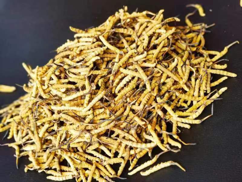冬蟲(chóng)夏草哪幾種食用方法比較好呢？推薦幾種參考