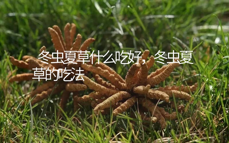 冬蟲夏草什么吃好，冬蟲夏草的吃法