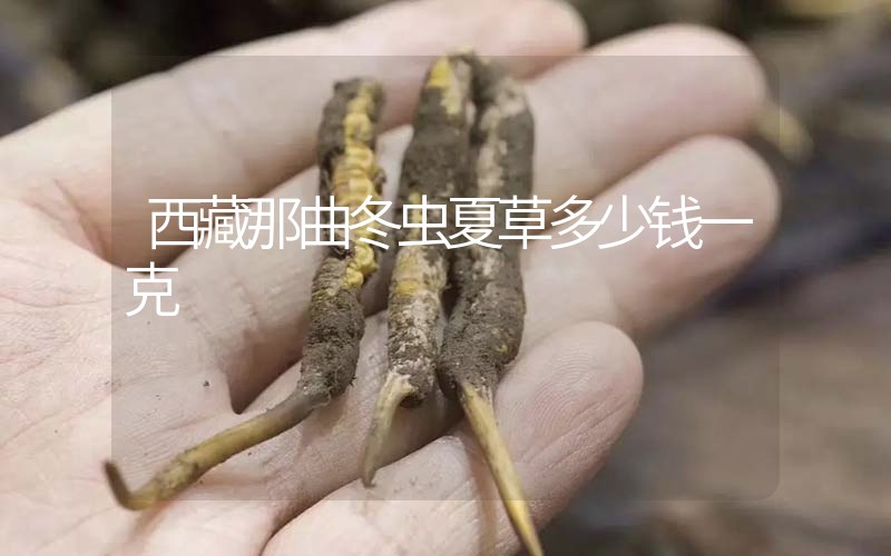 西藏那曲冬蟲夏草多少錢一克？