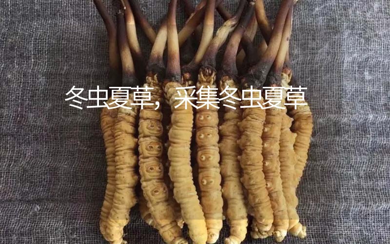 冬蟲夏草采挖時間，什么時候采集冬蟲夏草