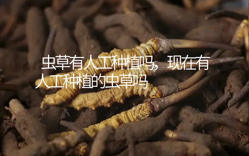 蟲草有人工種植嗎，現(xiàn)在有人工種植的蟲草嗎