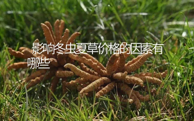 影響冬蟲(chóng)夏草價(jià)格的因素有哪些？