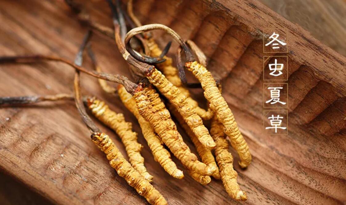 冬蟲(chóng)夏草有什么藥用價(jià)值？冬蟲(chóng)夏草作用與效果
