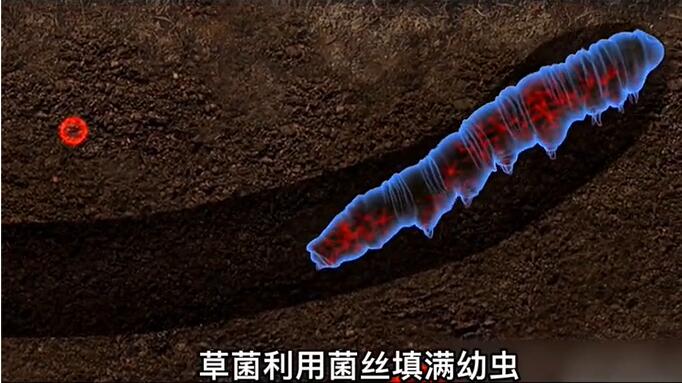 神奇的冬蟲夏草為什么能從蟲子變成草？它到底是怎么形成的呢？