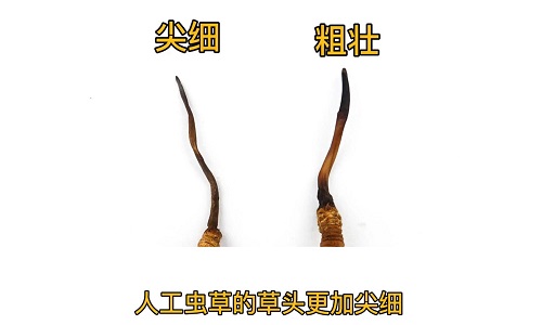 人工蟲(chóng)草和野生蟲(chóng)草如何分辨？人工冬蟲(chóng)夏草怎么鑒別