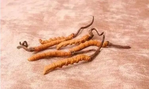 哪個(gè)產(chǎn)地的冬蟲夏草營養(yǎng)價(jià)值高,哪里的蟲草更好？