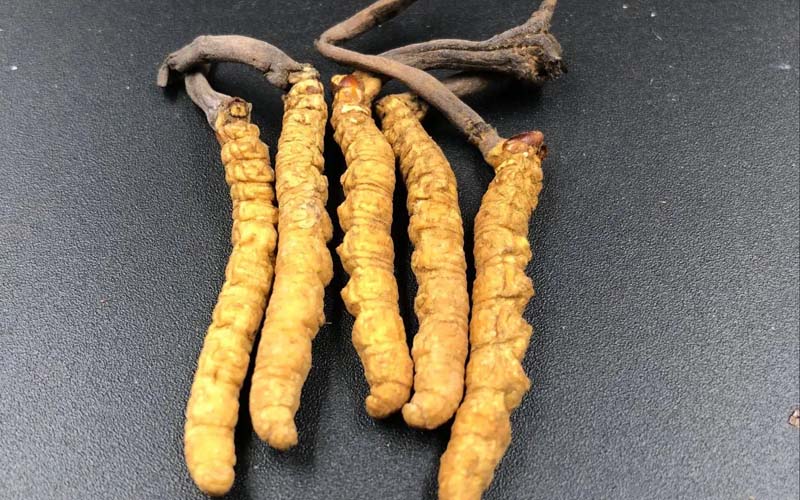 影響冬蟲(chóng)夏草的價(jià)格因素有哪些？