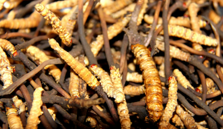 為什么鮮干草泡水味道香味淡，如何判斷冬蟲夏草是不是鮮干草？