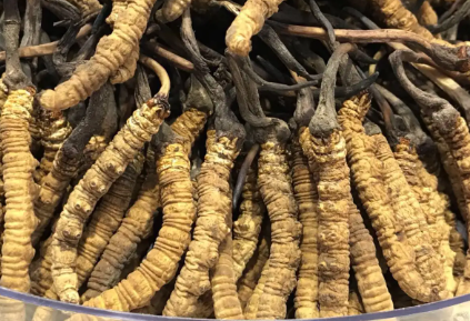 吃冬蟲夏草會(huì)出現(xiàn)過敏情況嗎？冬蟲夏草適合什么人吃？