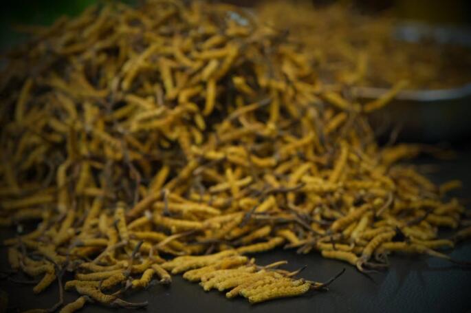 新鮮蟲草和干蟲草的區(qū)別，冬蟲夏草是新鮮的好還是曬干的好？