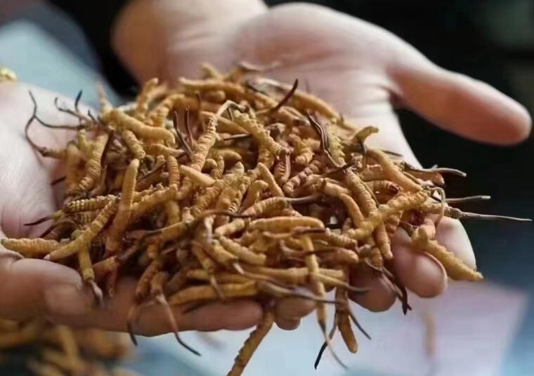新鮮冬蟲夏草怎么洗最好？新鮮冬蟲夏草怎么清洗？