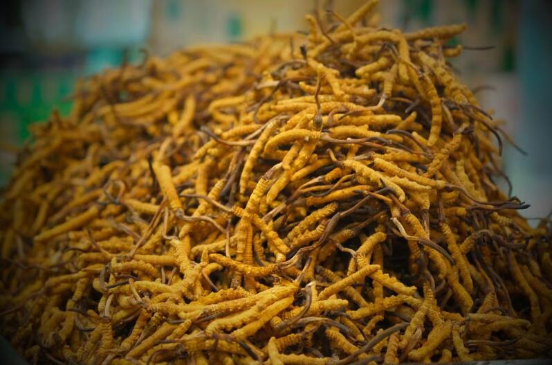 冬蟲夏草的產(chǎn)量為何一年不如一年呢？