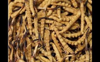 食用冬蟲夏草不能忽視量效關(guān)系？