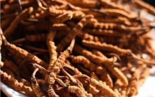 影響冬蟲(chóng)夏草價(jià)格的因素有哪些？