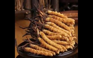 影響冬蟲夏草價(jià)格因素有哪些？