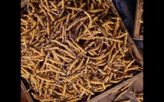 了解一下：冬蟲夏草的產(chǎn)地和采摘方式！