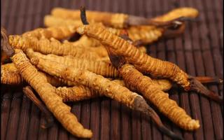 人工培育冬蟲夏草有哪些技術(shù)？