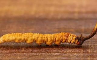 冬蟲(chóng)夏草斷草和完整的有什么區(qū)別？