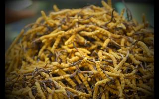 在哪個(gè)季節(jié)購買冬蟲夏草比較好！
