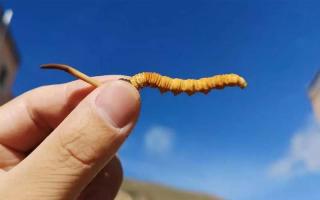 冬蟲(chóng)夏草要怎么吃？一天吃幾根才對(duì)？