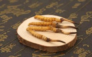 新鮮的冬蟲(chóng)夏草可以存放多長(zhǎng)時(shí)間？
