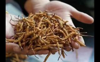 新鮮冬蟲夏草怎么保存，謹記五要素！
