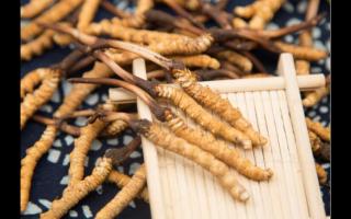 新鮮冬蟲(chóng)夏草成蟲(chóng)草消費(fèi)新方式！