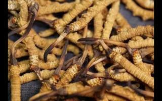 凍干的冬蟲夏草品質(zhì)如何！與新鮮的相比如何？