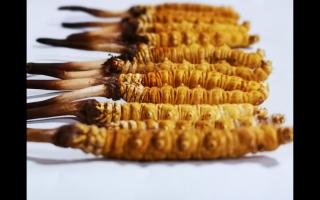 正宗高品質(zhì)冬蟲夏草怎么辨別？