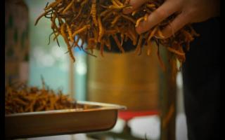 辨別冬蟲夏草產(chǎn)地操作方法的誤區(qū)！