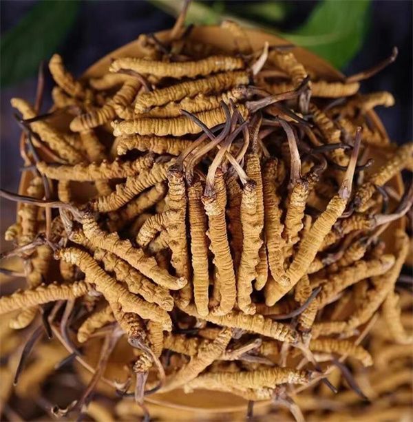 冬蟲(chóng)夏草和西瓜子可以一起食用。冬蟲(chóng)夏草被認(rèn)為具有滋陰補(bǔ)腎、益氣養(yǎng)血的作用，而西瓜子富含蛋白質(zhì)、脂肪、維生素B、鎂等營(yíng)養(yǎng)物質(zhì)，有助于促進(jìn)消化、補(bǔ)充能量等。