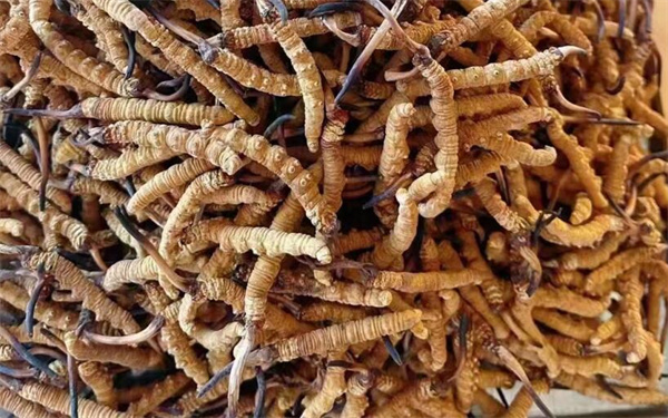 冬蟲夏草可以和番石榴一起吃嗎？