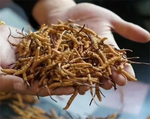 冬蟲夏草怎么吃最好？