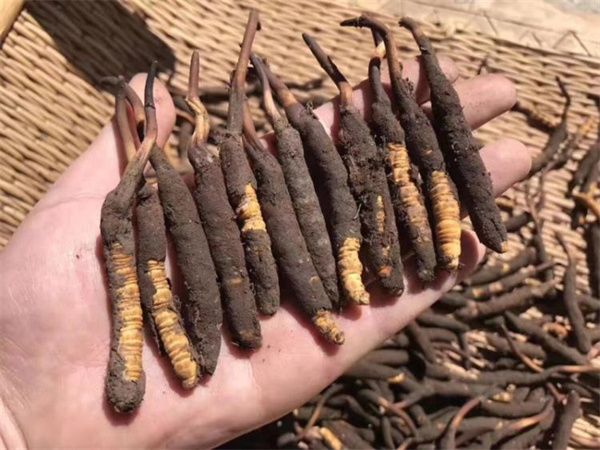 新鮮的冬蟲夏草怎么保存方法？讓珍貴之草保持活力